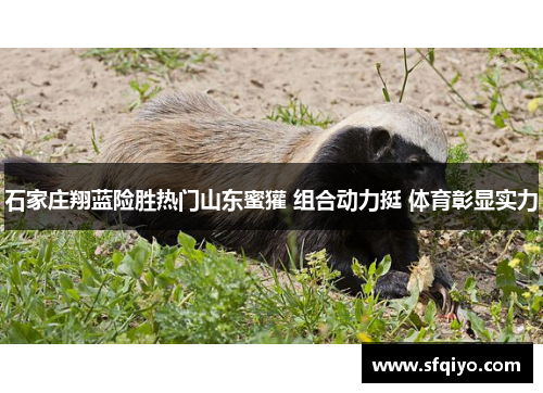 石家庄翔蓝险胜热门山东蜜獾 组合动力挺 体育彰显实力